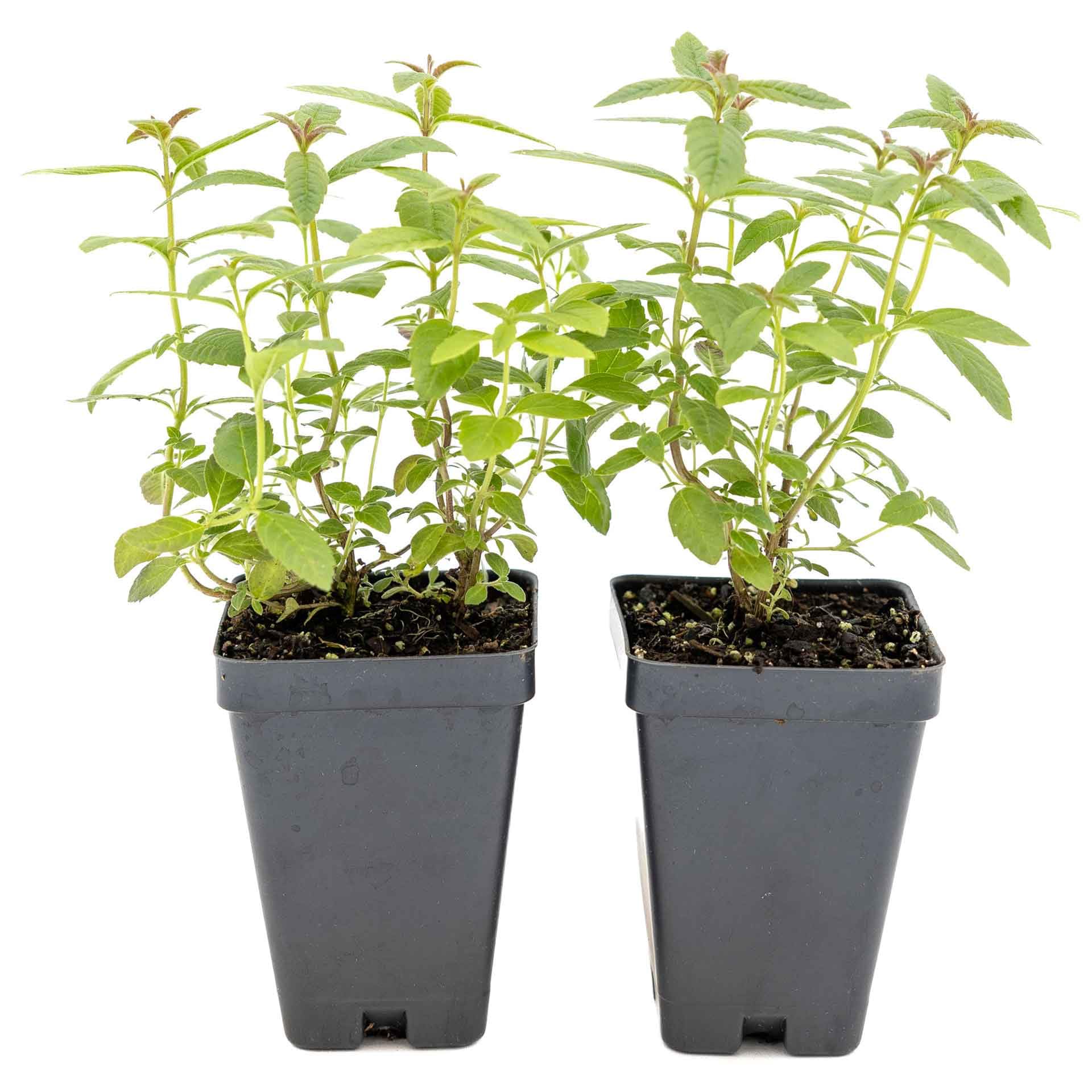 2 Lemon Verbena Plants