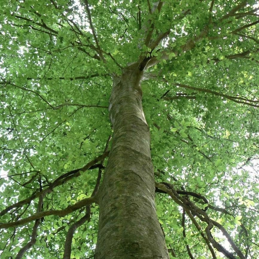 American Beech Tree - 6-12" Tall Seedling - Quart Pot - Live Plant - Fagus grandifolia