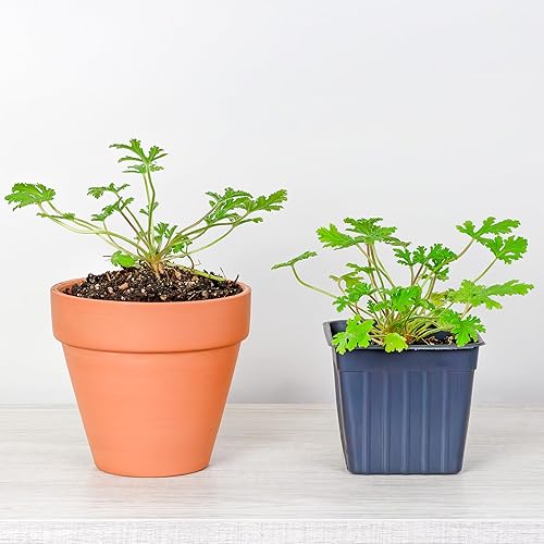 Miniatura 5 de Plantas vivas de geranio de citronela (paquete de 4) plantas en maceta perfumadas de citronela Pelargonium