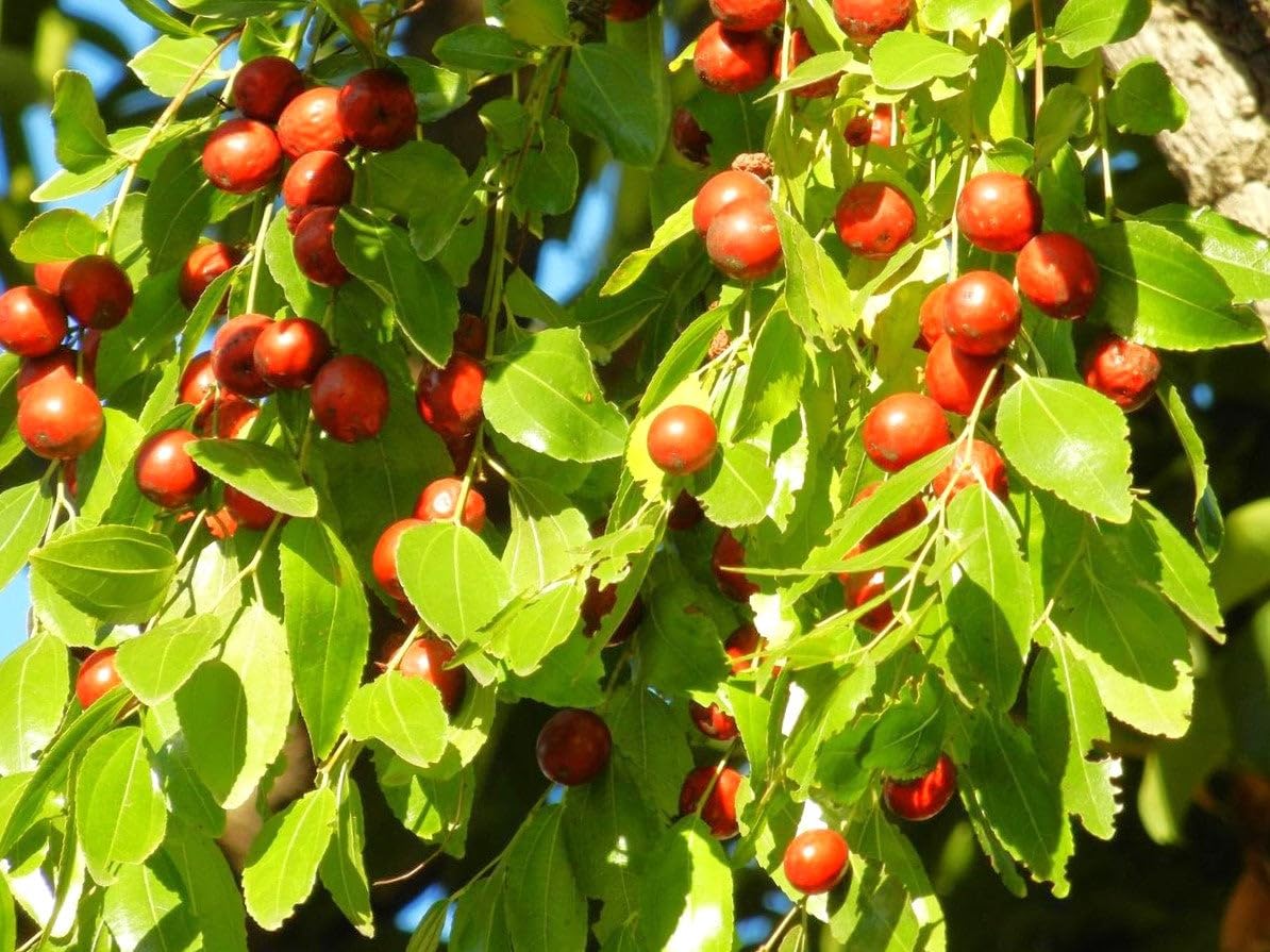 TomorrowSeeds - Jujube Tree (Chinese Red Date) Seeds - 5+ Count - for 2026 Planting Ziziphus Jujuba BER Hong Tsao Zao Dates Korean Daechu Traditional Herbal Trees Perennial Grow Your Own Home Farm