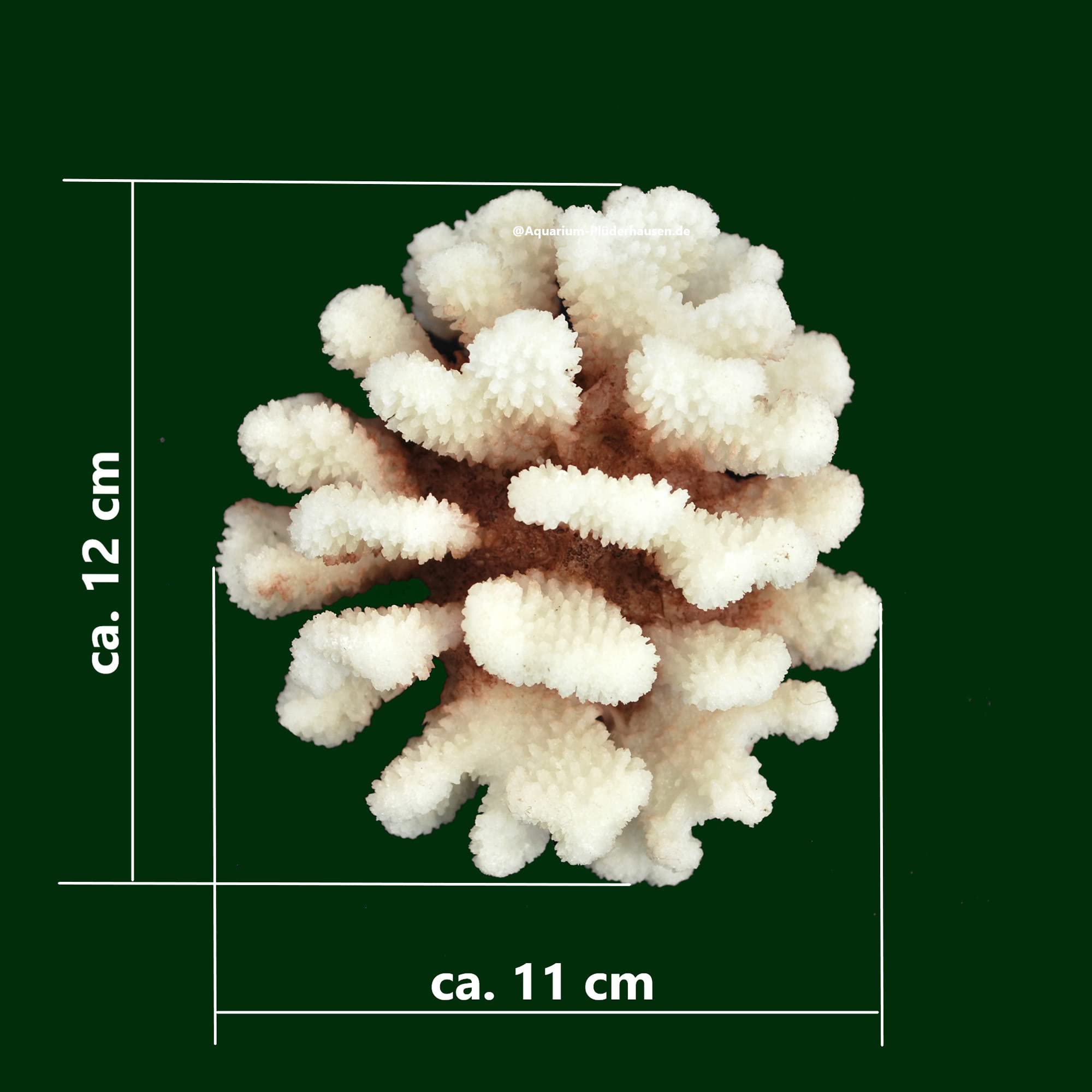 Steinkoralle,12x11x7cm, SPS, Aquarium Meerwasser Korallen, Blumenkohl Natur