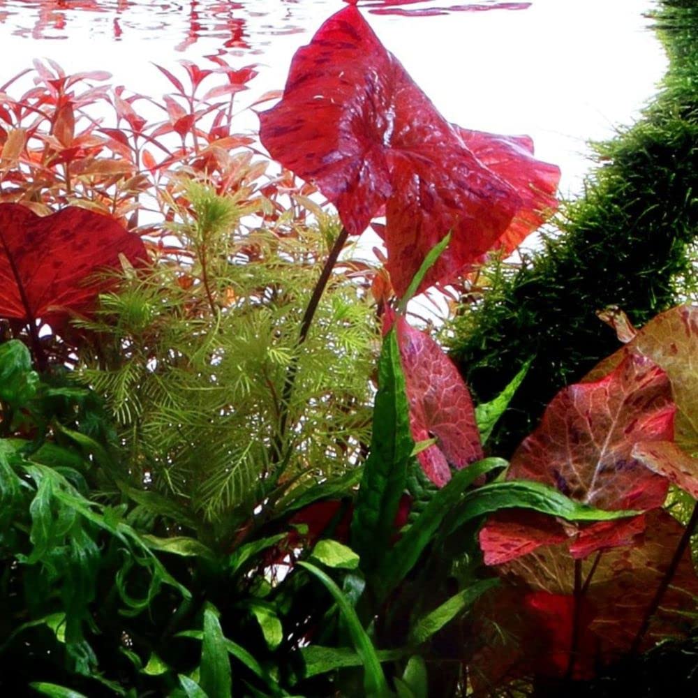 AquaOne Aquarium Pflanzen 3x Wasserpflanzen Set Exclusiv Aquascaping