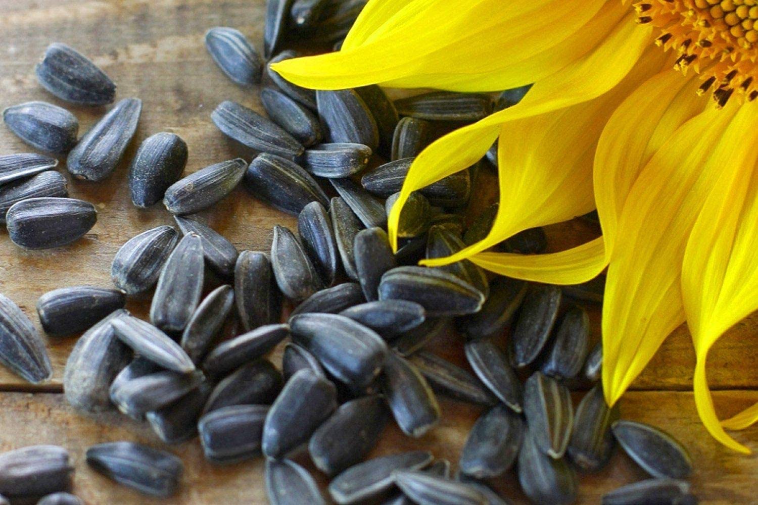 CROW Graines de tournesol pour oiseaux 900 g/m²