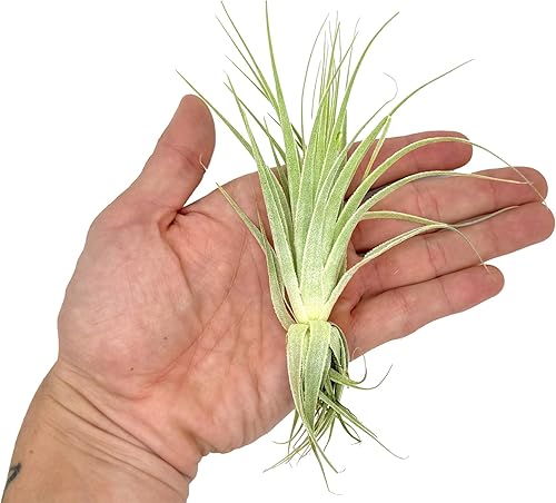 Miniatura 4 de Planta de aire vivo  Tillandsia Gardneri 5-7 pulgadas  ragnaroc Rare Collectors Planta tropical de interior  Llegada viva garantizada  Plantas de