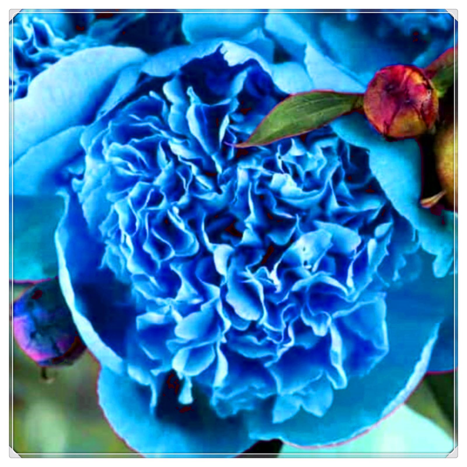 Perennial, Brilliant Peony Bulbs,for Stunning Garden Displays-1 Bulb-E