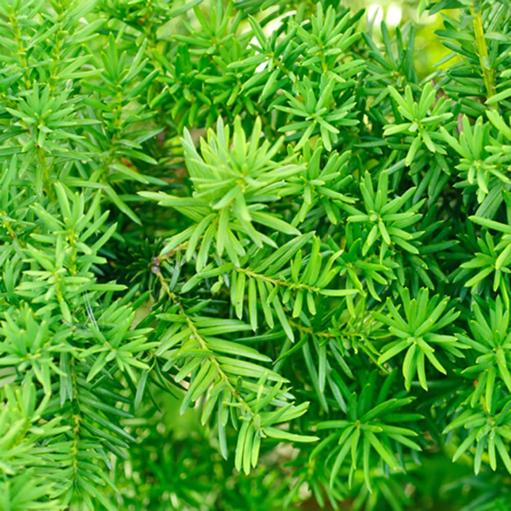 You Garden Yew Hedging (Taxus Baccata) - 12 X 8Cm Pots