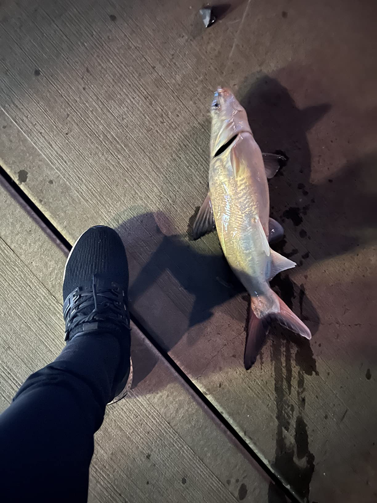 KINGSWELL Telescopic Fishing Rod and Reel Combo, Premium Graphite