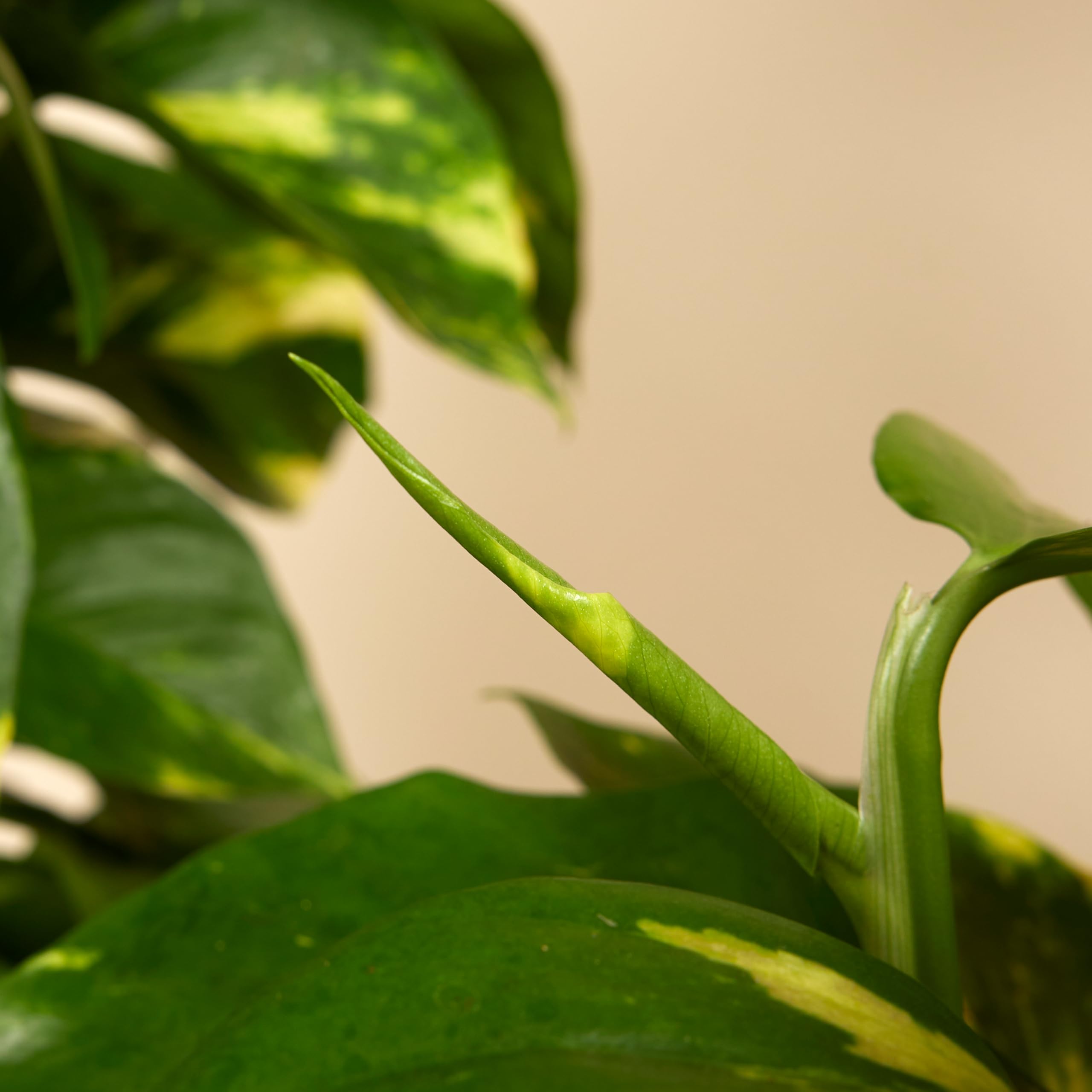 Bloomique - 2er-Set - Epipremnum Aureum - Efeutute - Drachenefeu - Kletterpflanzen - Zimmerpflanzen - Luftreinigend - Höhe 70-90 cm - Topf 19 cm