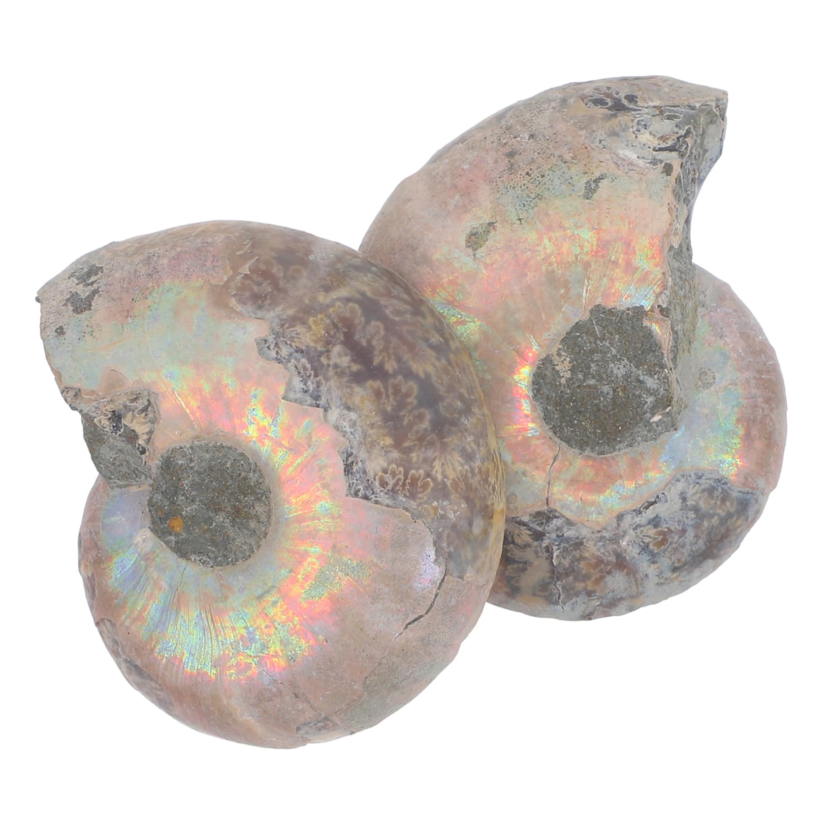 OKUMEYR 2pcs Specimen Educational Ammonite Specimen Models for Children Ammonite Models for Educational Ammonite Model Fun Ammonite Models Sliced Ammonite Model Models for Fun