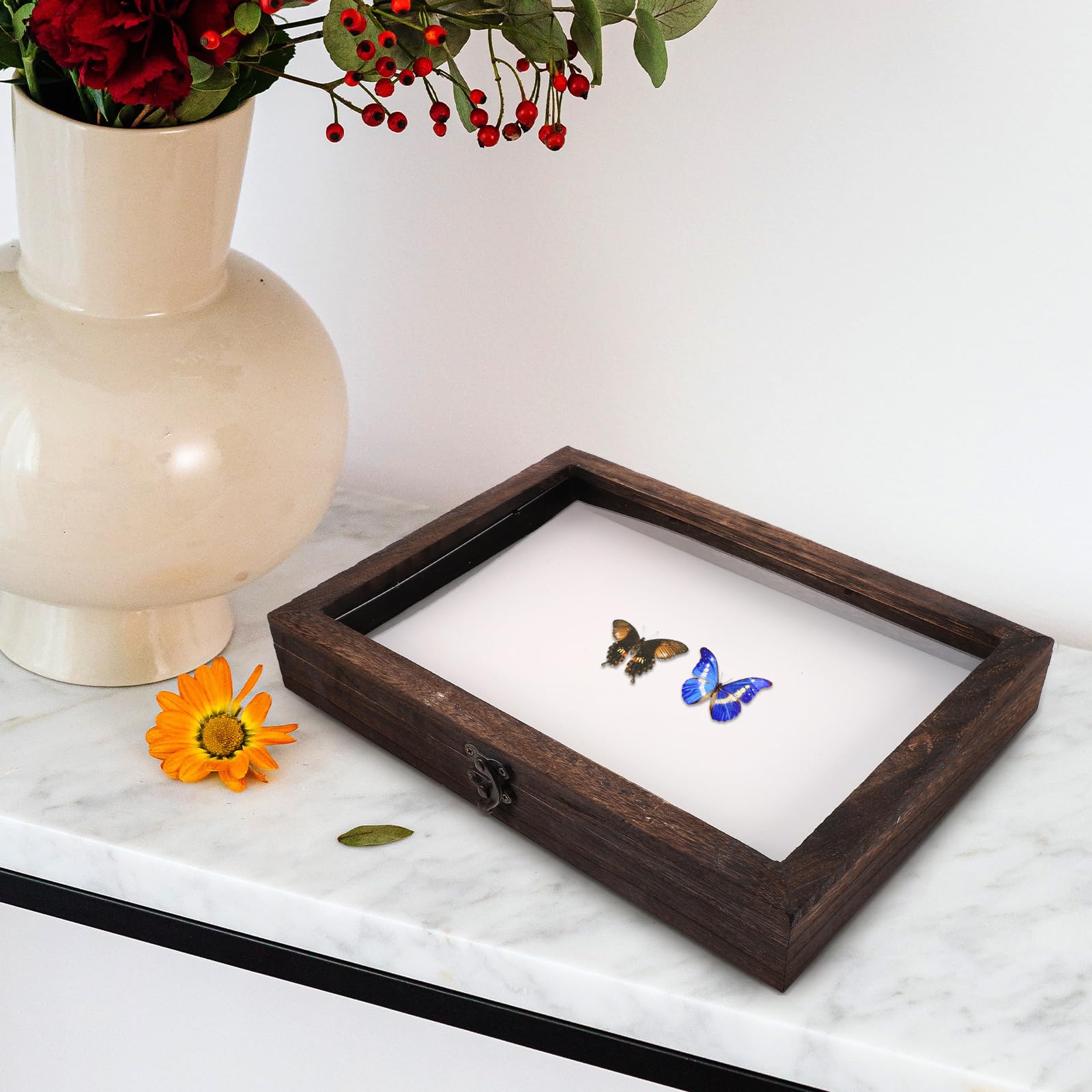 iplusmile 1 Set-Box Kästchen mit Insektenproben Insektenvorungsbox Schaukasten für Insekten Schmetterlings-Schattenbox Mustervitrine Holz Probenbehälter (nicht inklusive Schmetterlingsproben)