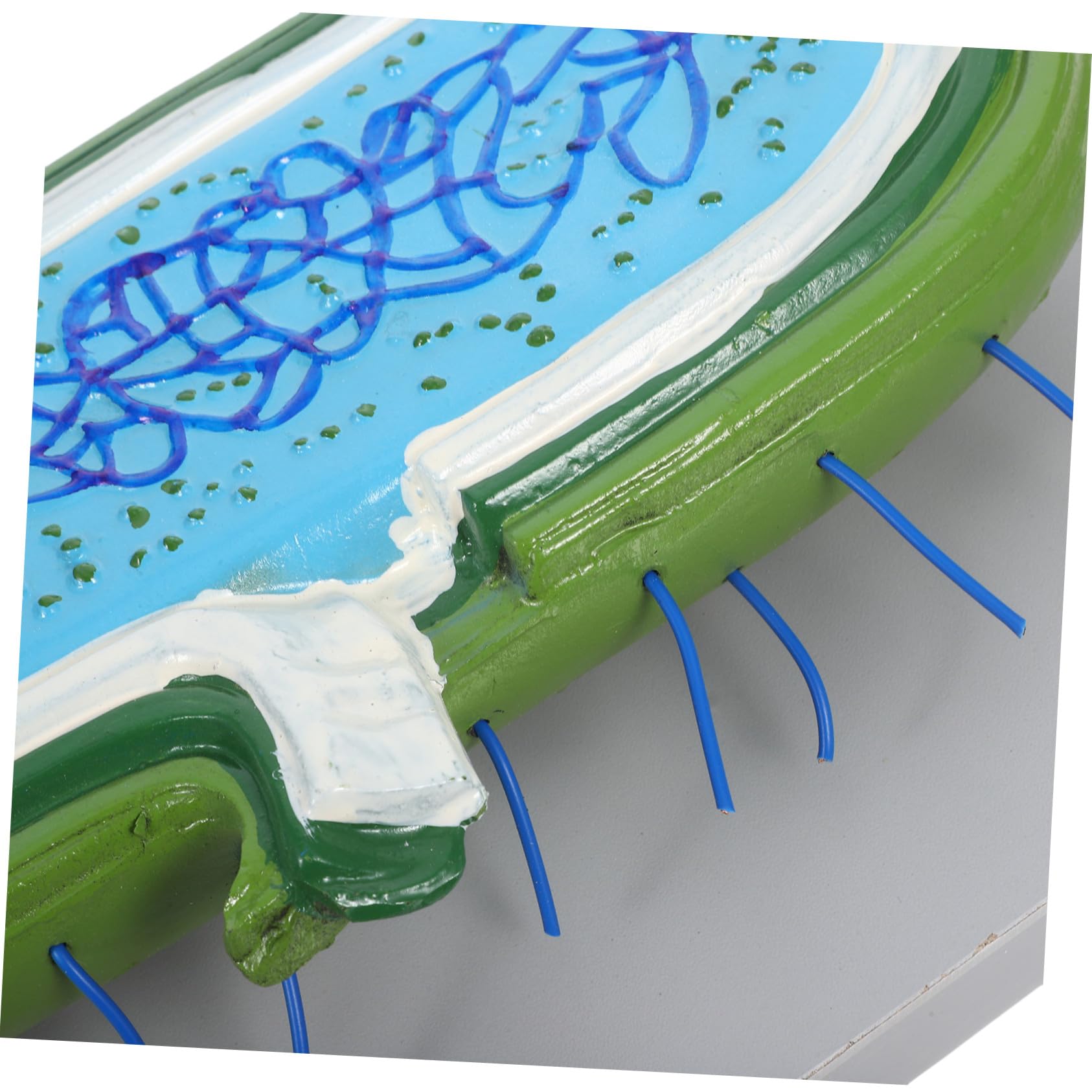 Zellstrukturmodell für Biologieunterricht Anatomisches Modell mit Organellen Kernmodell für Schüler Unterrichtsmodell aus Langlebigen Materialien