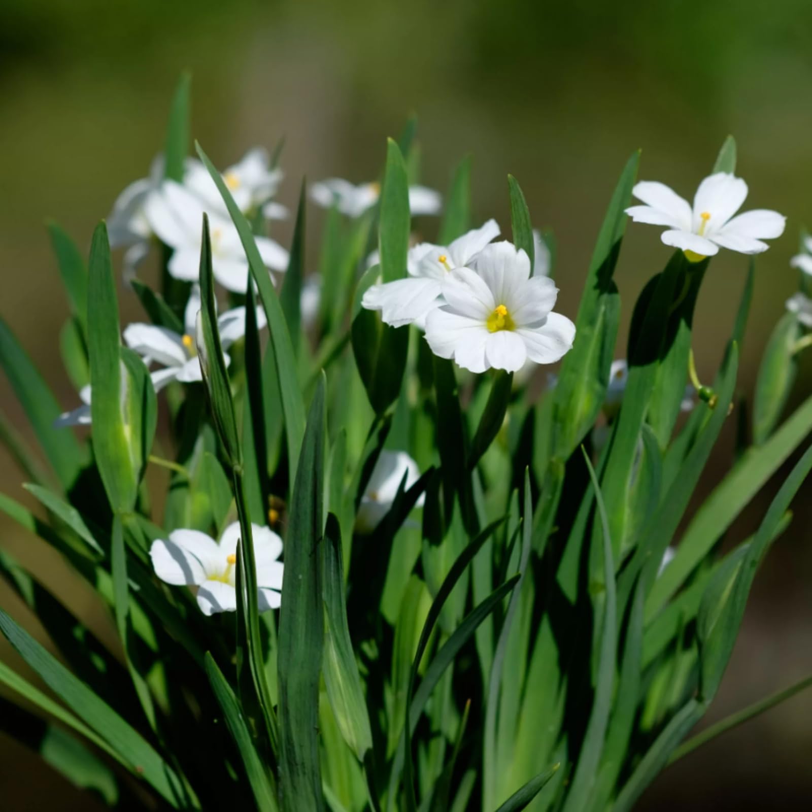Carbeth Plants Sisyrinchium Iceberg Plant 3 x 9cm Pot