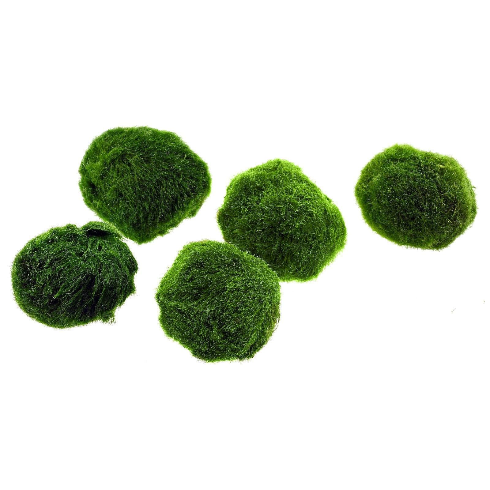 Marimo (2-3 cm) - Alga Palla Cladophora Aegagropila Muschio con Certificazione, Decorazione Naturale per Acquari, Terrari e Bomboniere - Spedizione sigillata 100% umidità (2 pezzi)