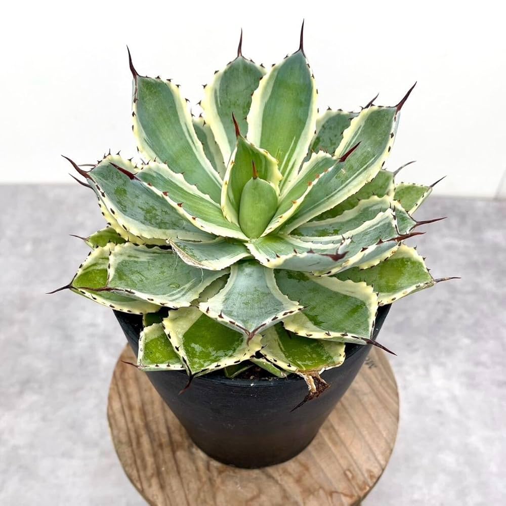 大きなアガベ 観葉植物 EUクチバシ 葉数増やすのに手こずっているアガベ。もう2.3年育て