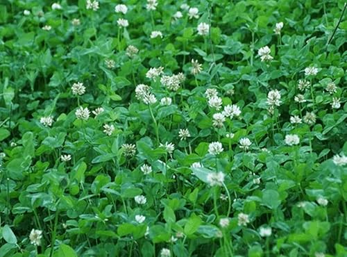 Miniatura 7 de Hancock Seed Co. Semillas de trébol blanco Durana, certificadas, 5 libras