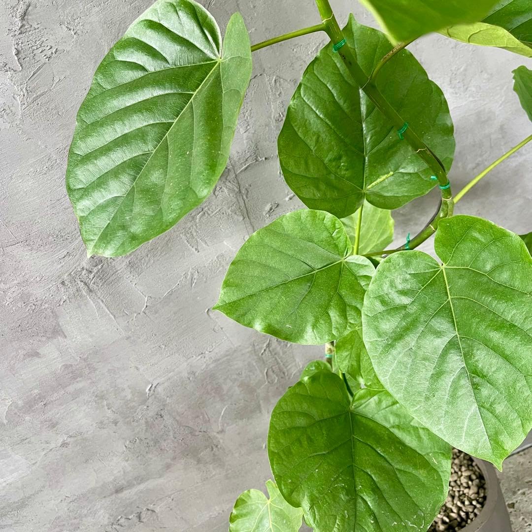 大型　フィカス　ウンベラータ　曲がり仕立て　10号　陶器鉢　植え込み発送 Amazon.co.jp: 大型 フィカス ウンベラータ 曲がり仕立て 10号 陶器鉢