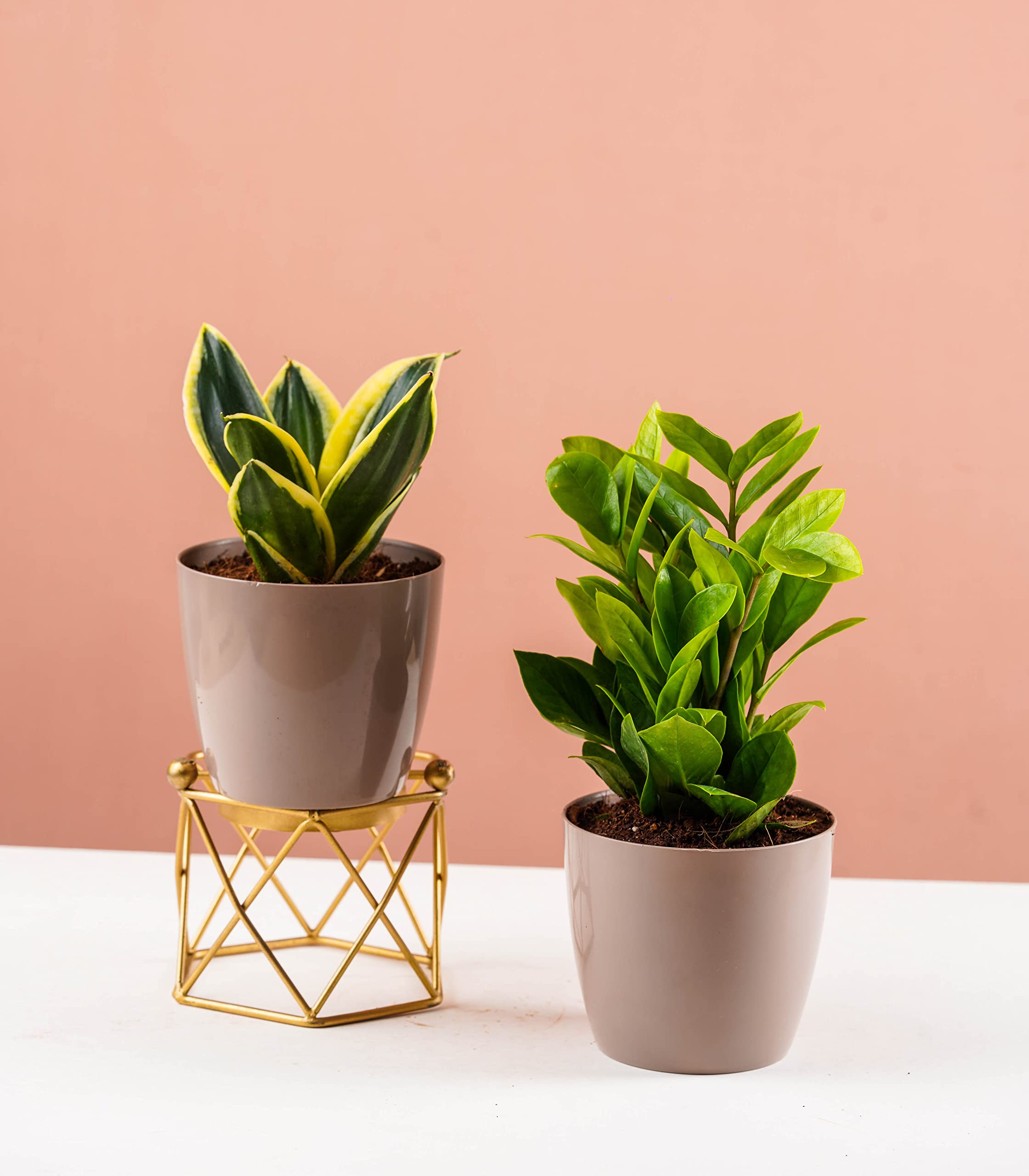 Nurturing Green® Combo of Air Purifying Indoor Live ZZ & Snake