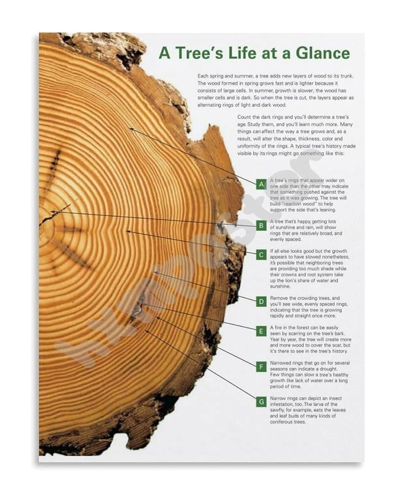 IDGTTLDF Tree Rings Chart Poster Illustrating Annual Growth Rings and Climate History Educational Canvas Art for Nature Lovers Unframed,12x18inch(30x45cm)