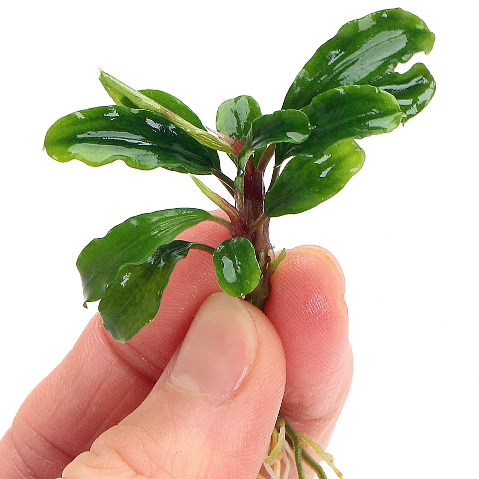 K2AQUA Bucephalandra Sintang Live Aquarium Plant Rare Epiphyte Compact Low Light Easy Care Foreground Midground Freshwater Tropical Tank