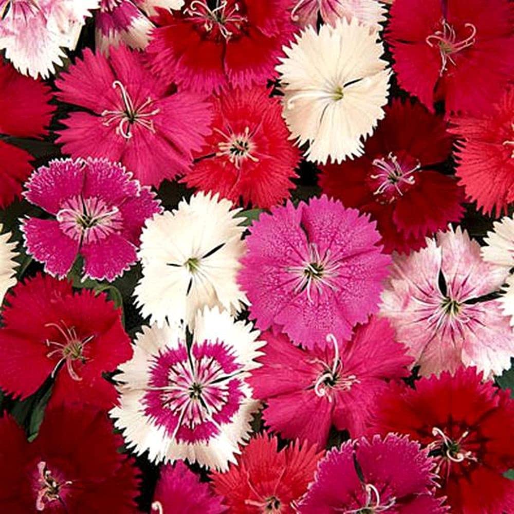 PLANTOGALLERY Flower Seeds |Dianthus Mixed Color | F1 Hybrid Flower | Seeds For Home Garden (PL-SEEDS-173) (B09B2MSYLZ) Amazon Price History, Amazon Price Tracker