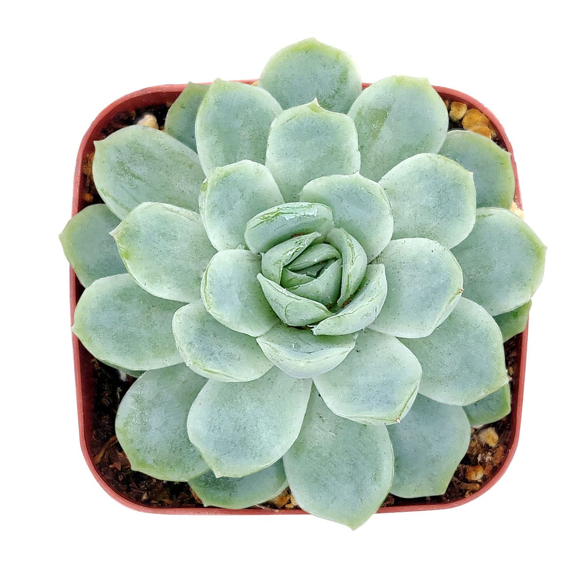 echeveria classic french trnusers サイズ2 image_20b77f14-cec2-48e2-ba7c-