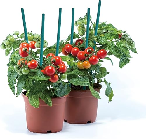 Miniatura 5 de GAGINANG - Juego de 25 estacas de bambú verde para plantas de interior, estacas resistentes de bambú para plantas de interior y exterior, paquete de