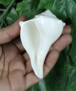 ASHIRWAD Dakshinavarti Original Shankh Valampuri Sangu Right Handed Lakshmi Shankh Conch Shell (3 inch)