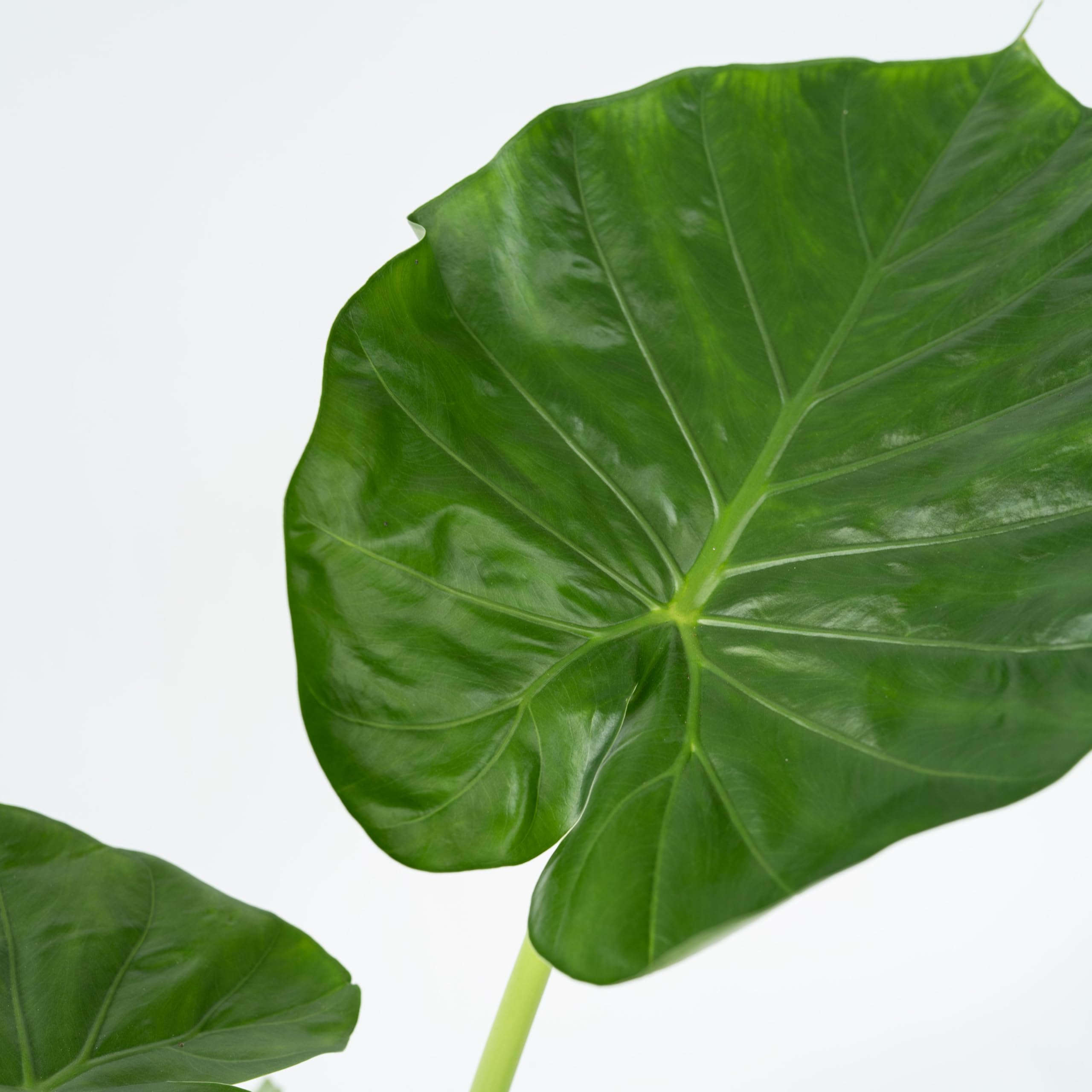Plant in a Box - Alocasia Macrorrhiza - Set de 2 - Plante d'intérieur - Oreille d'éléphant - Alocasie - Pot 17cm - Hauteur 60-70cm