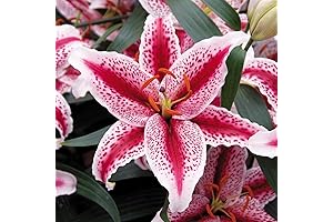 Stargazer Lily Bulb: A Captivating Perennial for Gardens