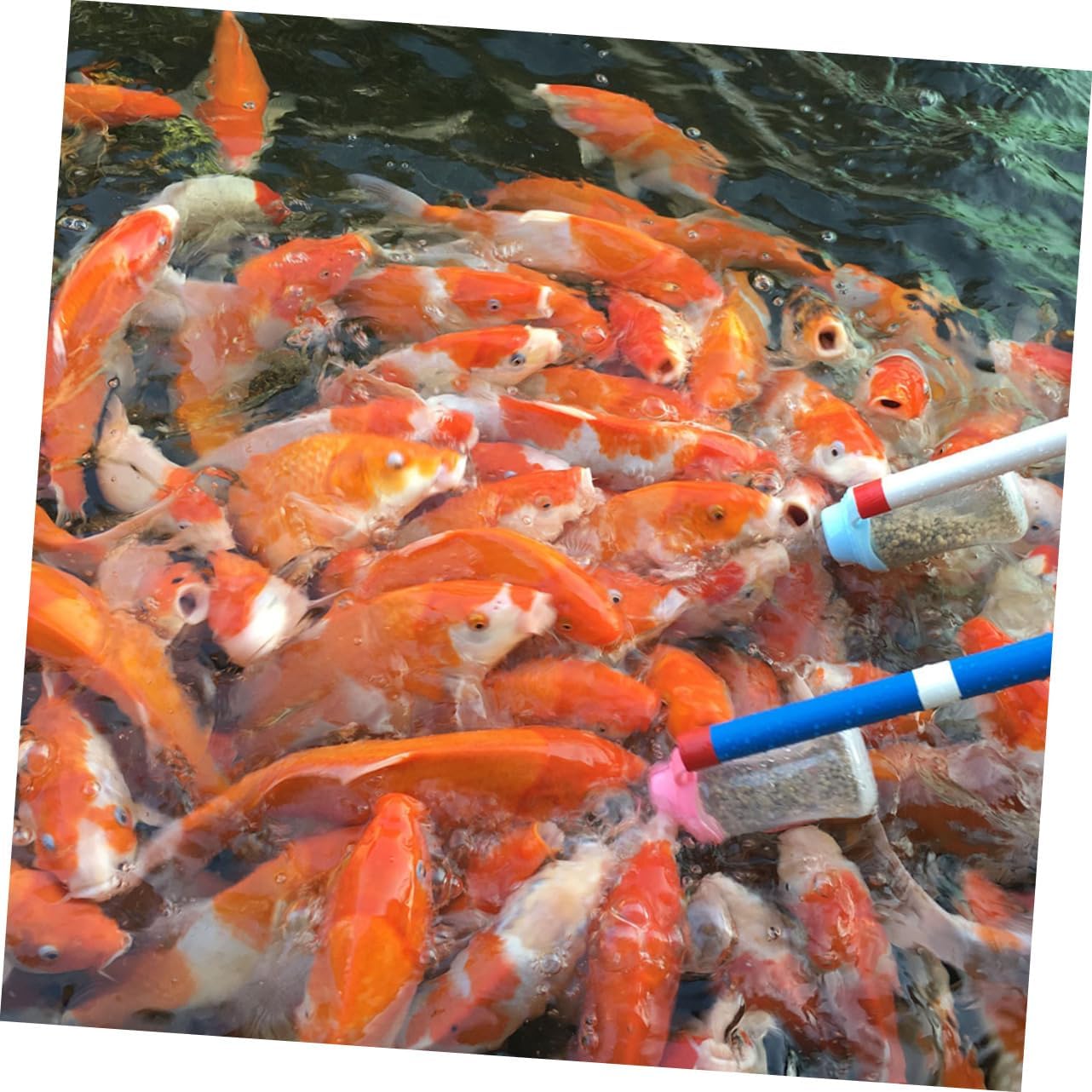 2pcs Fish Food Feeder Bottle for Aquarium Easy Assemble Carp Feeding Tool with Transparent Design Safe Feeding Convenient for Tank Use No Water Pollution