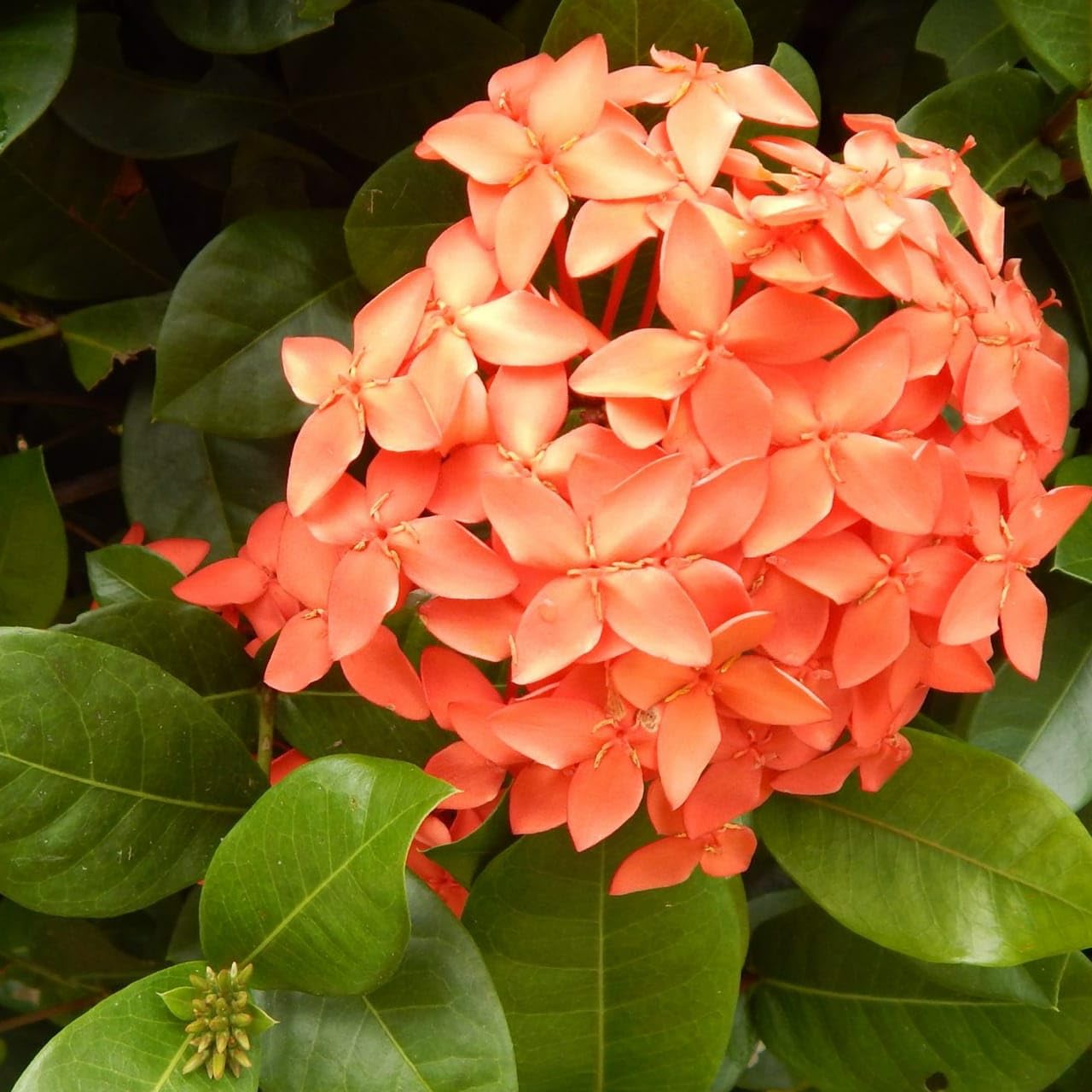 Generic fragrant Ixora Orange Vibrant flower Live Helthy Indoor Plant with Pot (B0D8M8HYQR) Amazon Price History, Amazon Price Tracker