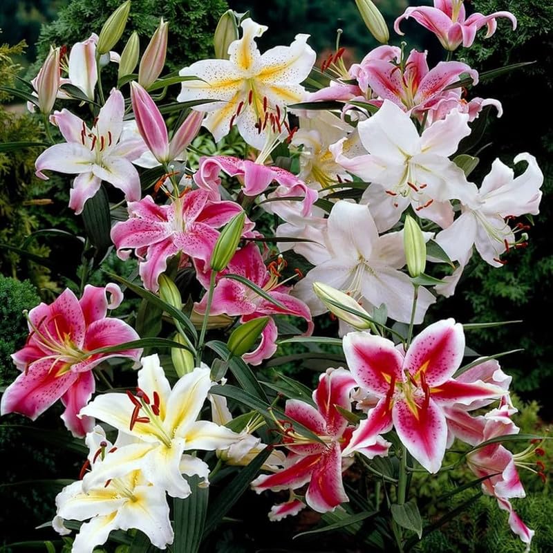 Imported Oriental Lily Dwarf Flower Bulbs Home Garden bloom long time Sweetly Fragrant Blooms Perfect Outdoor Gardening (Multi Colour, Pack Of 2 Bulbs) (B07ZV945NC) Amazon Price History, Amazon Price Tracker