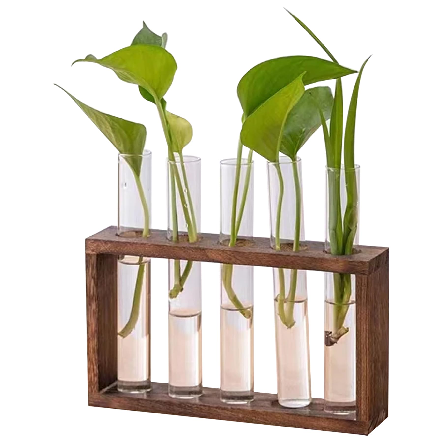 Tubes à essai pour plantes et station de propagation murale terrarium en bois