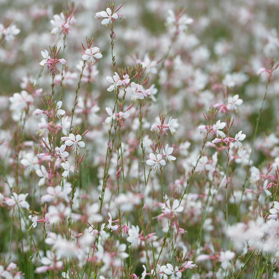 Gaura Lindheimeri Piante Perenni, Fiori Bianchi e Rosa, 12 Pezzi, Ø9cm