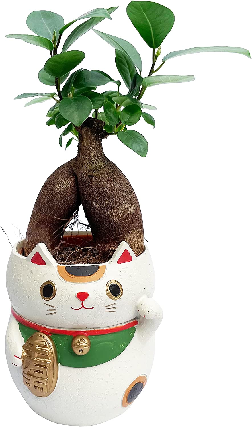 Amazon｜花のギフト社 招き猫 置物 ガジュマル 観葉植物 本物
