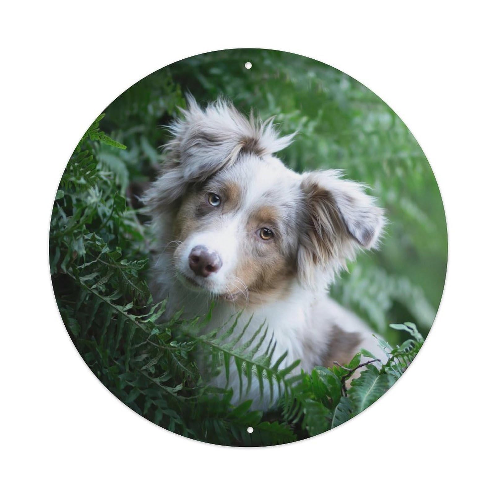 Cwbufd Vintage Style Animal Australian Shepherd Puppy Heterochromia Blue Eye Nature Fern Wildlife Vintage Metal Tin Sign Plaque Wall Decor For Cafe, Club Bar, Office, Garden Metal Poster 8X8inch