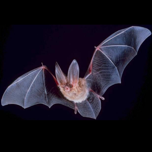 Fledermaus Arten Trivia quiz