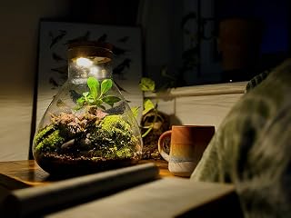 DIY Light Up Large Conical Terrarium Kit • Closed Cork Top Terrarium • Bonsai and Moss Terrarium
