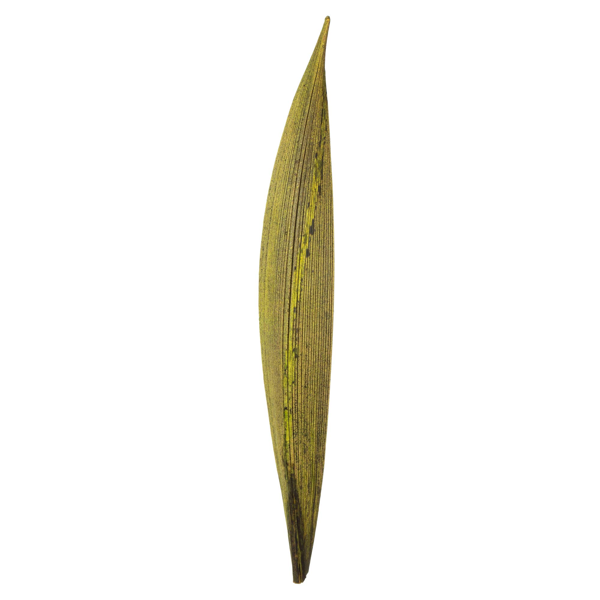 Vickerman Basilikum-Palmenpaddel, 15,2 cm bis 30,5 cm Höhe, echte konservierte Palmendekoration für Zuhause oder alltägliche Arrangements, 32 bis 37 Stück pro Packung