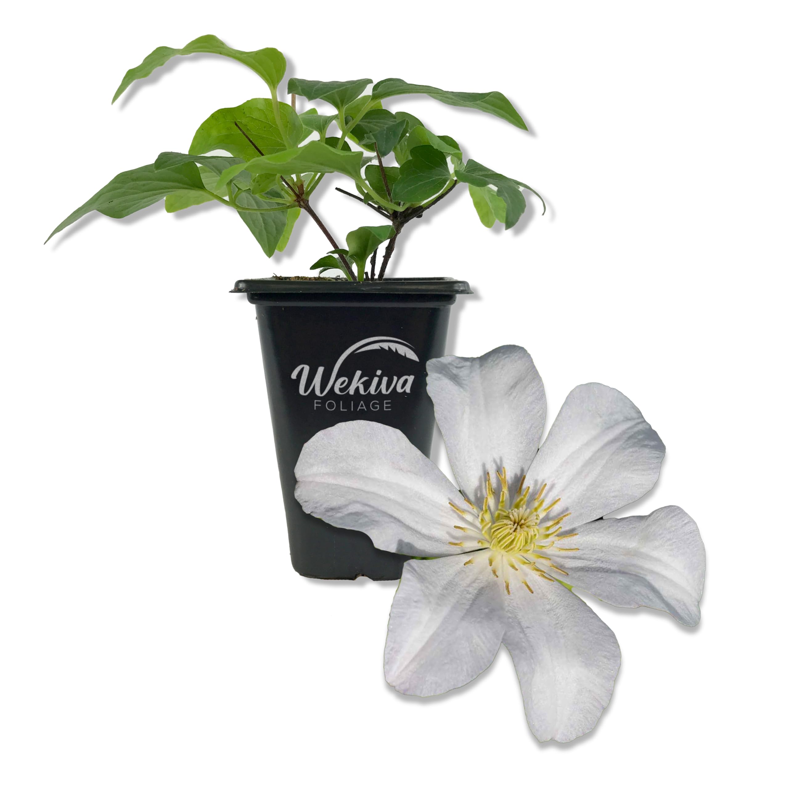 Amazon.com : Clematis Huldine - Single - 2 Inch Pot - Late