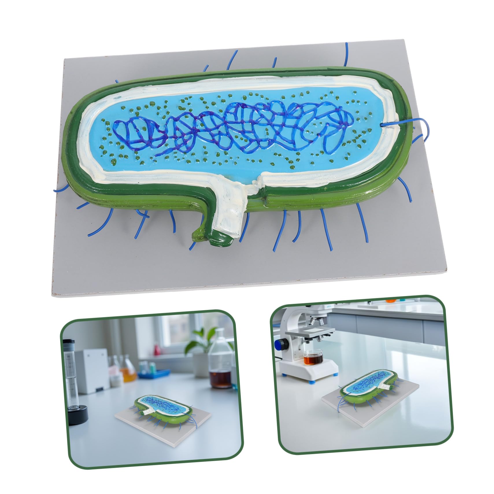 Vergrößertes mit Zellkernmodell Organellen für Biologieunterricht | Kunststoff, für Schüler und Klassenräume, Interaktives Lernmodell, Unterstützt Verschiedene Lehrmethoden