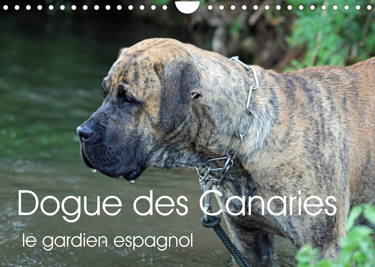 Dogue des Canaries le gardien espagnol (Calendrier mural 2022 DIN A4 horizontal): Chien de race espagnole, originaire de l'archipel des Canaries (Calendrier anniversaire, 14 Pages )