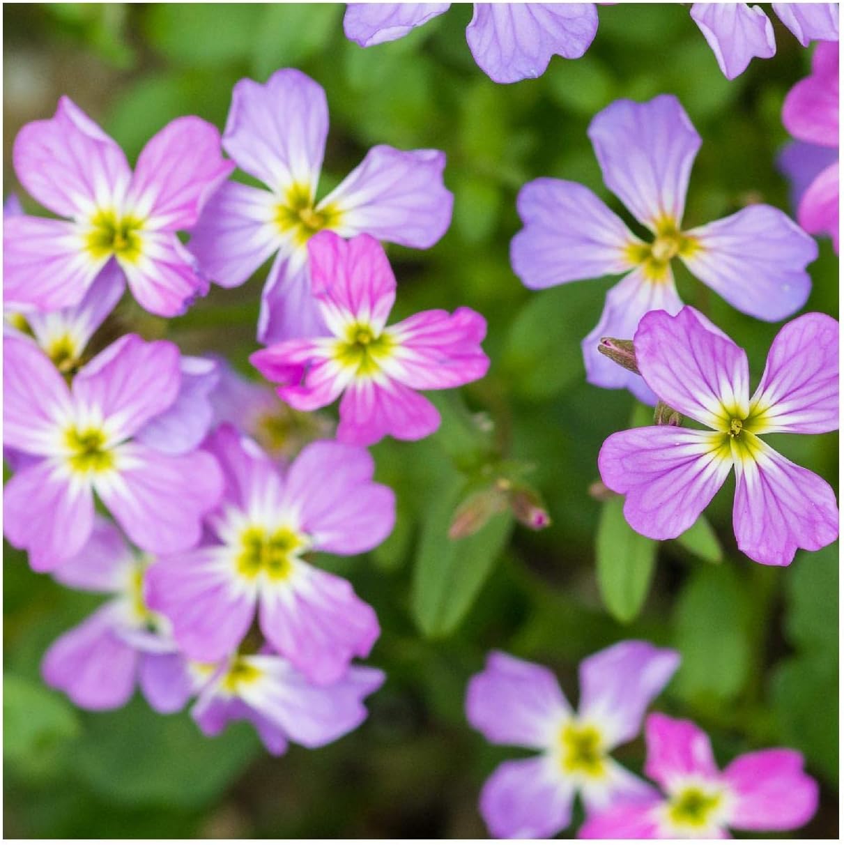 Everwilde Farms - 1 Lb Virginia Stock Wildflower Seeds - Gold Vault