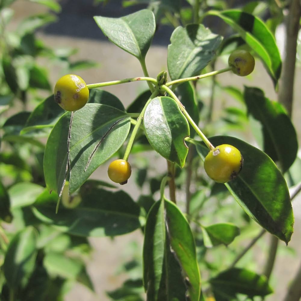 Amazon | ソヨゴ 樹高1.5m前後 高価な株立ち【雄雌選択不可】 | 植木