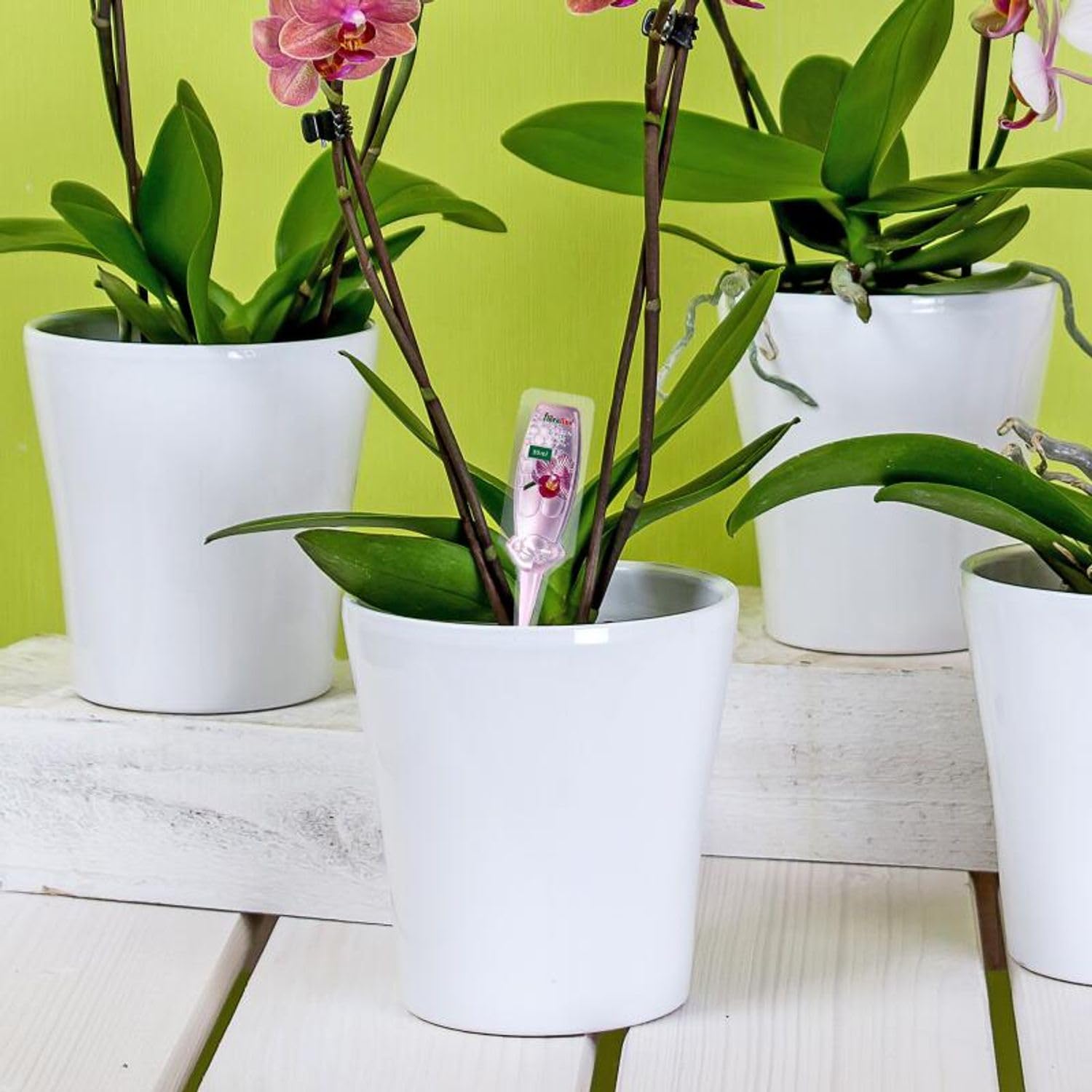 30 Orchideen Vitalkur 30 ml Ampullen Orchideendünger Gebrauchsfertig Set | Floraline, Zierpflanzen, Pflanzenpflege, Nährstoffe, Blütenförderung, Zimmerpflanzen, Vorrat, einfache Anwendung, hochwertig