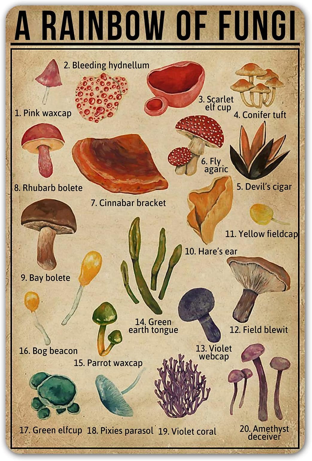 SmartCows A Rainbow of Fungi Vintage Tin Sign Mushroom Fungi Knowledge Metal Signs Nature Lover Wall Art Poster Decor 8X12 Inches