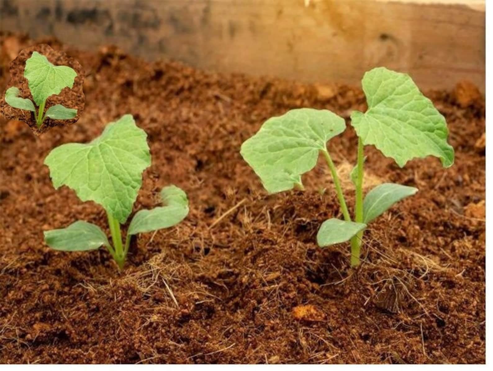 Torba di Cocco (Midollo 70% Fibra 30%), Sacco da 520 Litri, Naturale al 100%, per Agricoltura Biologica (520Lt 4 sacchi)