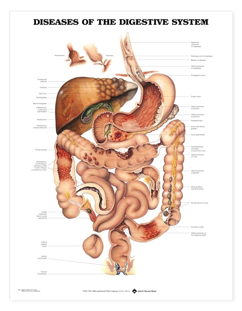 洋書 The Gastrointestinal System