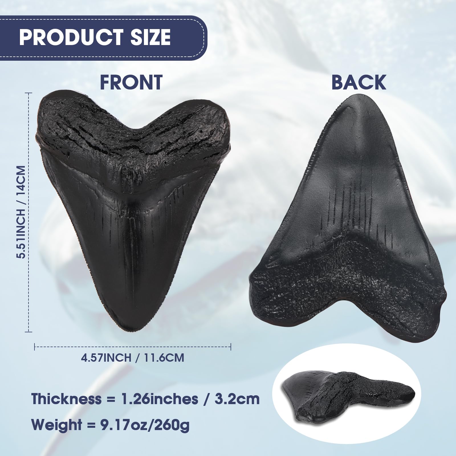 Dent de Mégalodon Fossile Noire, Vraie Dent de Requin avec Dent de Scie pour Collectionneurs