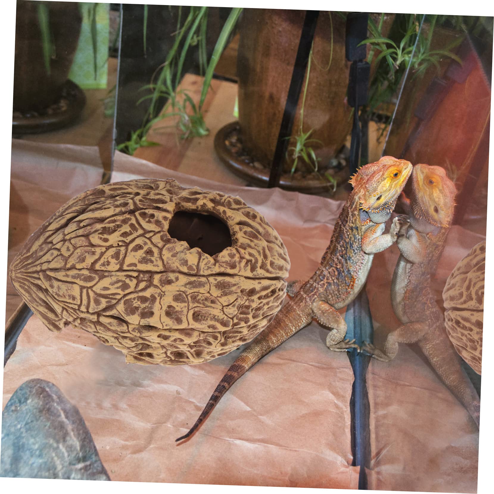 Refugio para Peces y Camarones Acuario Casa De Decoración Natural De Núcleo De Nuez Accesorio para Acuarios De Agua Dulce y Salada Espacio Seguro para Reptiles y Tortugas